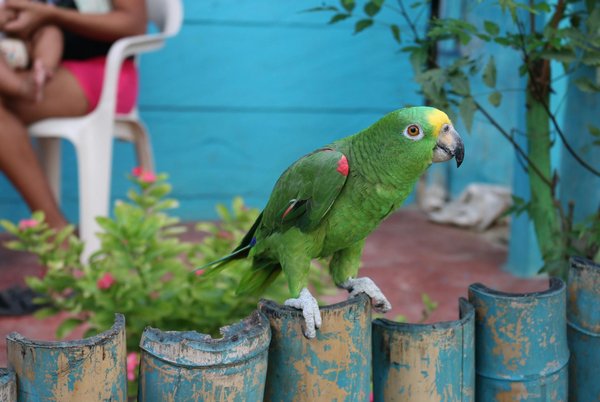 Des croquettes chat sans céréales : santé et qualité garanties!