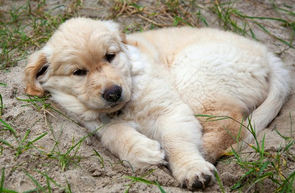 Utilisation des pigeons en laboratoire : un débat éthique
