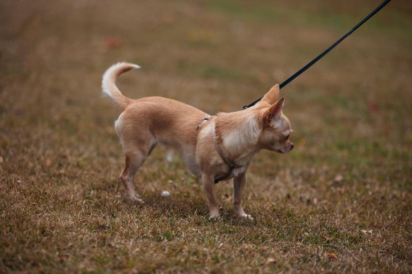 Arthrose chien : comment soulager ses douleurs efficacement