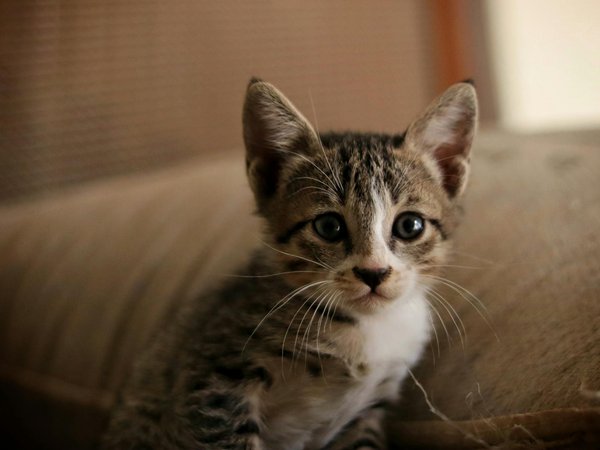 Cage à lapin : comment choisir le meilleur abri pour eux ?