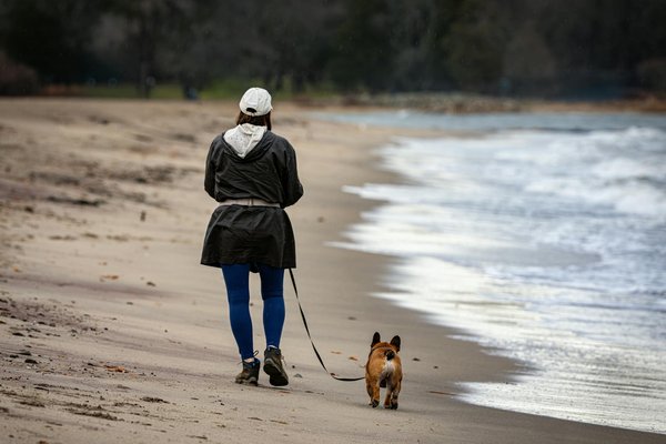 La biologie du pangolin : comprendre son corps unique