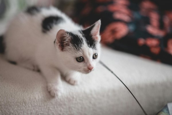 Pourquoi faire un check-up annuel pour votre chat ?